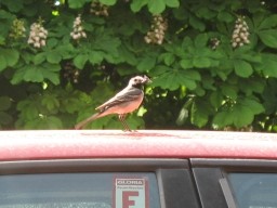 Benutzerübermitteltes Bild