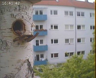 Benutzer&uuml;bermitteltes Bild