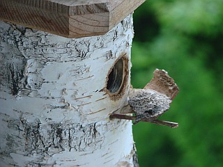 Benutzer&uuml;bermitteltes Bild