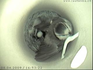 Benutzer&uuml;bermitteltes Bild