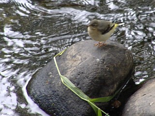Benutzer&uuml;bermitteltes Bild