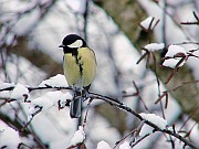 Benutzer&uuml;bermitteltes Bild