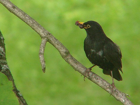 Benutzer&uuml;bermitteltes Bild