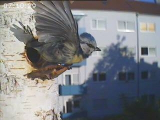 Benutzer&uuml;bermitteltes Bild