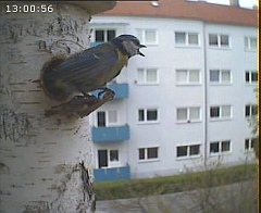 Benutzer&uuml;bermitteltes Bild