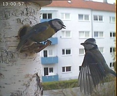 Benutzer&uuml;bermitteltes Bild