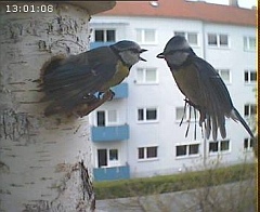 Benutzer&uuml;bermitteltes Bild