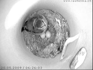 Benutzer&uuml;bermitteltes Bild