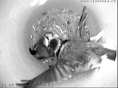 Benutzer&uuml;bermitteltes Bild