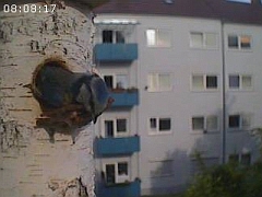 Benutzer&uuml;bermitteltes Bild