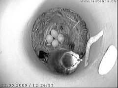 Benutzer&uuml;bermitteltes Bild