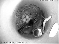 Benutzer&uuml;bermitteltes Bild