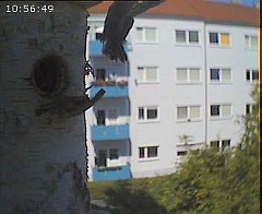 Benutzer&uuml;bermitteltes Bild