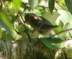 Benutzer&uuml;bermitteltes Bild