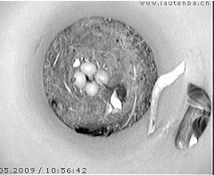 Benutzer&uuml;bermitteltes Bild