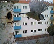 Benutzer&uuml;bermitteltes Bild