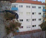 Benutzer&uuml;bermitteltes Bild