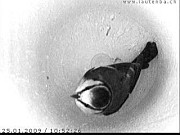 Benutzer&uuml;bermitteltes Bild