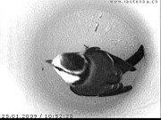 Benutzer&uuml;bermitteltes Bild