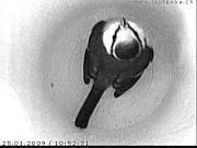 Benutzer&uuml;bermitteltes Bild