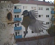 Benutzer&uuml;bermitteltes Bild