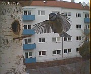 Benutzer&uuml;bermitteltes Bild