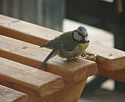 Benutzer&uuml;bermitteltes Bild