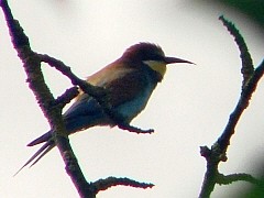 Benutzer&uuml;bermitteltes Bild