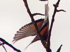 Benutzer&uuml;bermitteltes Bild