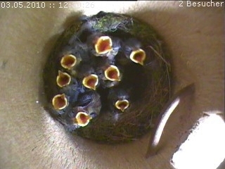 Benutzerübermitteltes Bild