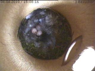 Benutzerübermitteltes Bild