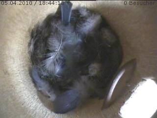 Benutzerübermitteltes Bild