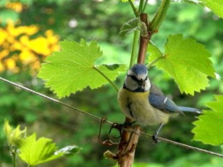 Benutzerübermitteltes Bild