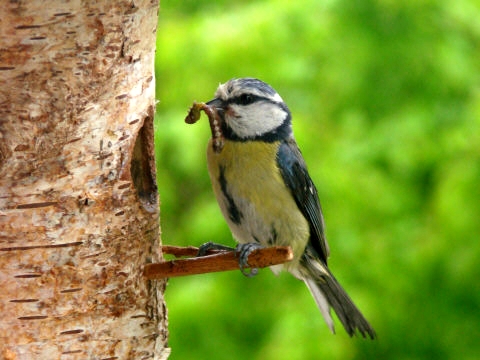 Benutzer&uuml;bermitteltes Bild