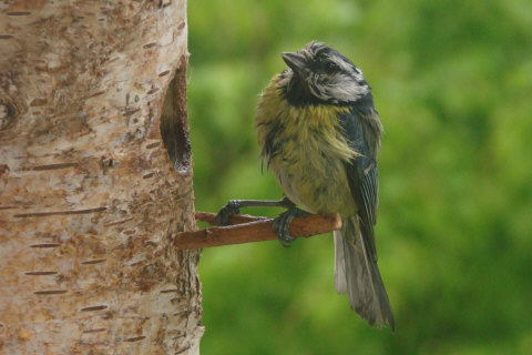 Benutzerübermitteltes Bild