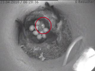 Benutzerübermitteltes Bild