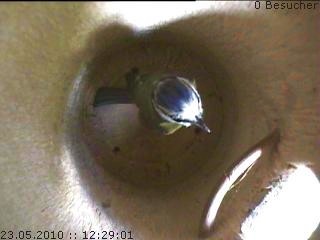 Benutzerübermitteltes Bild