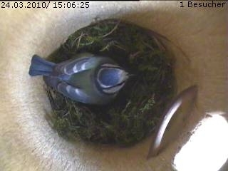 Benutzerübermitteltes Bild