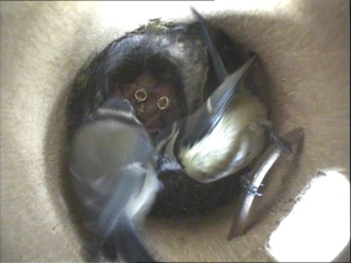 Benutzerübermitteltes Bild