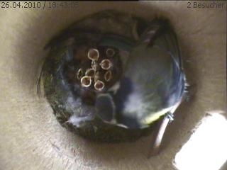 Benutzerübermitteltes Bild