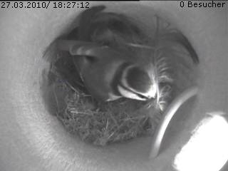 Benutzerübermitteltes Bild