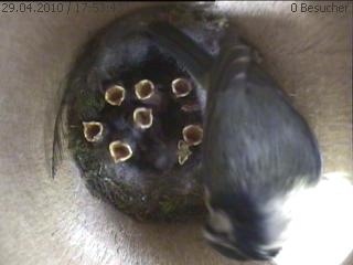 Benutzerübermitteltes Bild