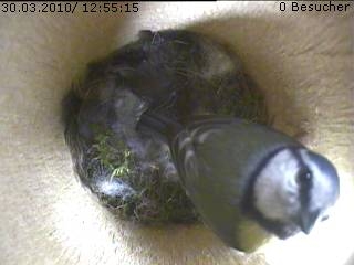 Benutzerübermitteltes Bild