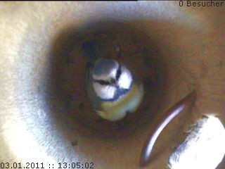 Benutzerübermitteltes Bild