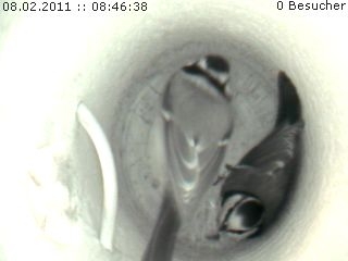 Benutzerübermitteltes Bild