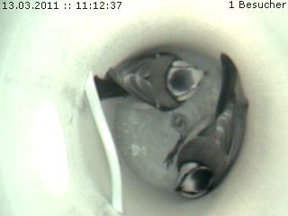 Benutzer&uuml;bermitteltes Bild