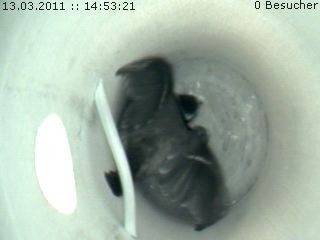 Benutzer&uuml;bermitteltes Bild