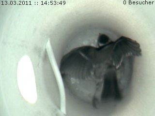 Benutzer&uuml;bermitteltes Bild