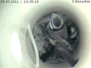 Benutzer&uuml;bermitteltes Bild