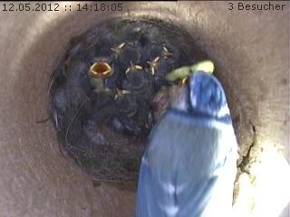 Benutzer&uuml;bermitteltes Bild